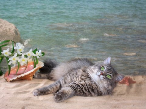 Pretty kitty  on the sea beach