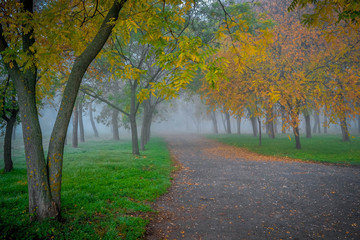 Park in the fog. Ukraine