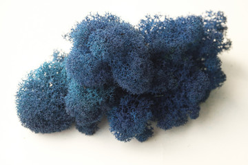 Color moss on white background