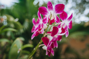 Fototapeta na wymiar pink flower in garden