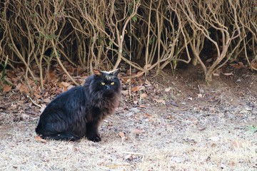 黒猫　のらねこ　公園　冬　栃木