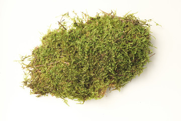 Color moss on white background