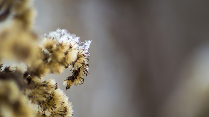 Plant branch in winter with snow crystals and snowflakes. Blurred background. Macro.