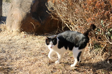 ネコのいる公園　午後　とちぎ