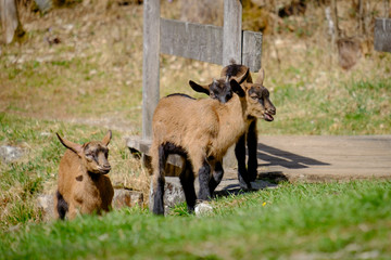 Young goats on a meadow in Bavaria, Germany