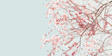 spring cherry blossom with flying petals