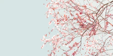 Crédence de cuisine en verre imprimé Printemps spring cherry blossom with flying petals