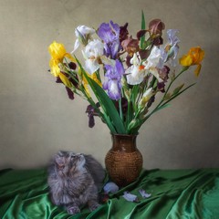 Still life with bouquet of multicolored irises and curious kitty © Iryna