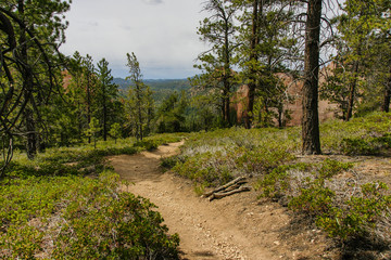 Sheep Creek-Swamp Canyon Connector Trail, Bryce Canyon National Park, Utah, United States