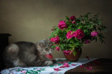 Still life with bouquet of magenta roses and funny kitty
