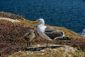 Seagulls, Channel Islands National Park, California, United States