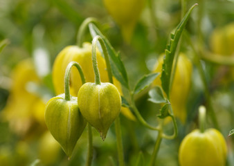 Clematis tangutica - Fleurs jaunes or en forme de clochettes retombantes de Clématites tangoutes dorées 