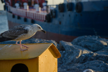 Seagull at The Seaside