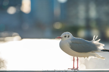 カモメ　Seagull