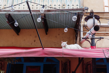 White stray cat lying on street window tent. Tbilisi, Georgia.