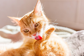 Obraz premium Cute ginger cat lying in bed. Fluffy pet licking it's fur.