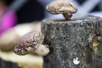 Fototapeta premium Wood mushrooms. Yellow mushrooms on a tree.
