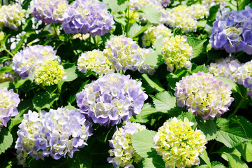 カラフルな花　アジサイ