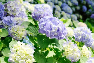 Gordijnen アジサイの花 © araho