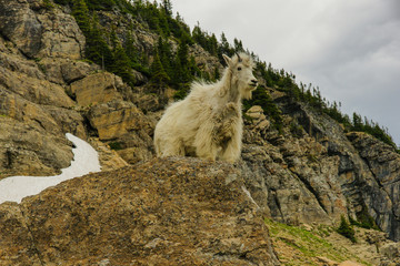 Mountain Goats, Glacier National Park, Montana, United States