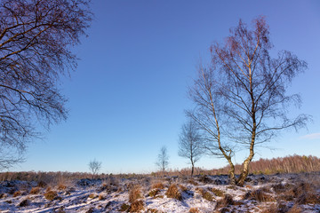 Heidelandschaft im Winter