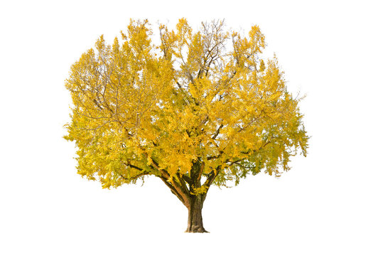 Ginkgo tree on white background - isolated