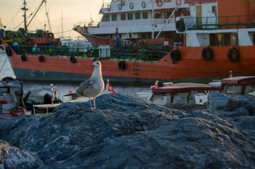 Seagull at The Seaside