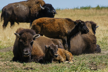 Bison, North Dakota, United States