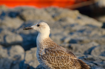 Seagull at The Seaside
