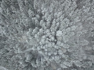 Fototapeta premium Winter forest