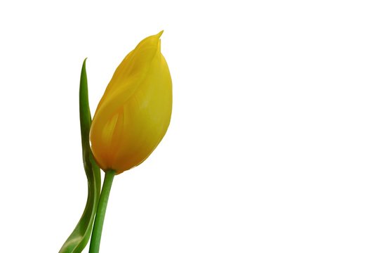 Close up a single yellow tulip with a green leaf on white isolated background 