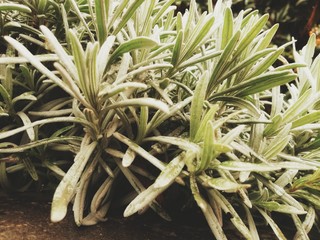 Obraz premium rosemary on white background