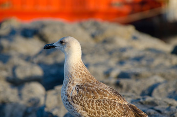 Seagull at The Seaside