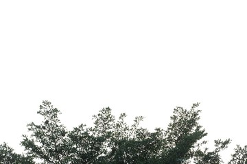 Tropical tree leaves with branches growing in botanical garden on white isolated background for green foliage backdrop 
