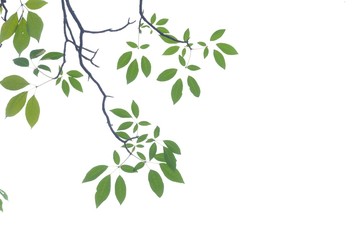 Obraz premium Troprical tree leaves with branches on white isolated background for green foliage backdrop 