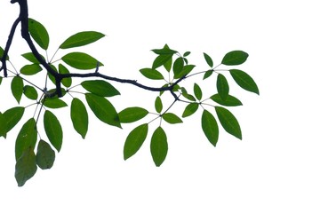 Tropical tree leaves growing in botanical garden on white isolated background for green foliage backdrop 