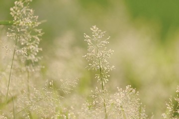 White wild grass flower blossom in a garden with softly style and day light for background backdrop 