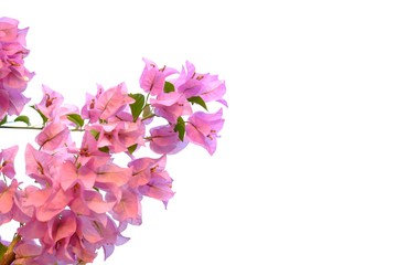 A bunch of sweet pink bougainvillea flower blossom with leaves on white isolated background 