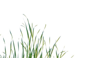 Wild grass plant leaves on white isolated background for green foliage backdrop 