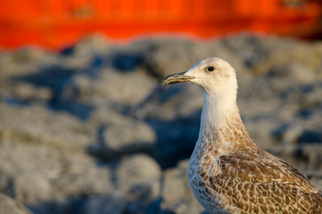 Seagull at The Seaside