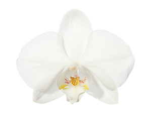 Fototapeta na wymiar Close-up of beautiful white Orchid flower isolated on white background.