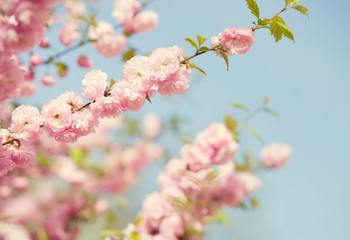 Branch with beautiful pink flowers against the blue sky. Amygdalus triloba. Very shallow depth of field. Toned image