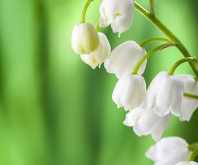 Fototapeta na wymiar Blooming Lily of the valley on a background of defocused green leaves.