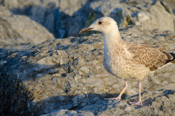 Seagull at The Seaside