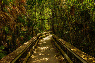 Mahogany Hammock, Everglades National Park, Florida, United States
