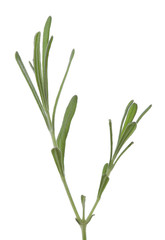 Fototapeta premium Young Lavender branch isolated on white background.