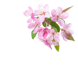  Light pink flowers  of decorative apple tree isolated on white background.