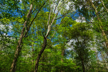 Floodplain Forest, Congaree National Park, South Carolina, United States
