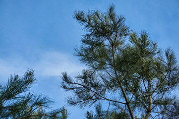 Pizundskaya pine (lat. Pinus brutia var. Pityusa) A branch of Pitsunda pine with long needles against a blue sky with white clouds. There is a place for your text.