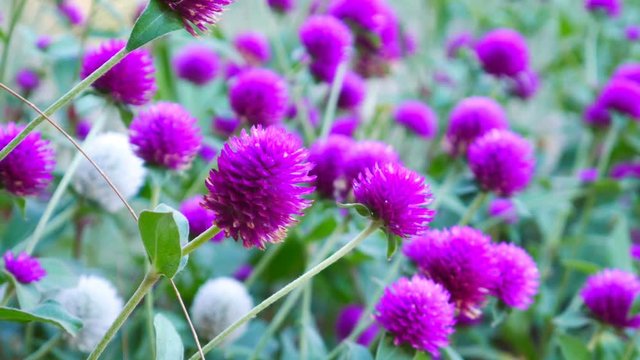 Globe amaranth or Gomphrena globosa flower in the garden